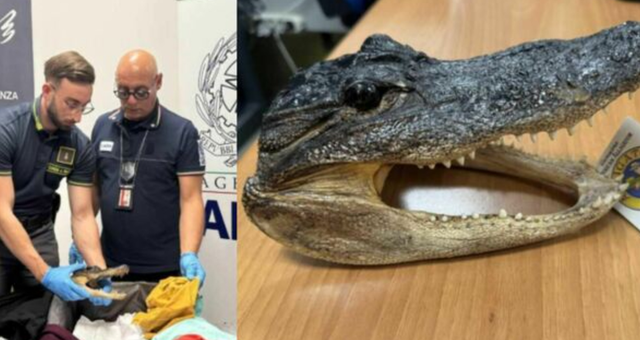 Italiani kthehet nga SHBA me kokë krokodili në valixhe! Ja çfarë dënimi rrezikon nga autoritetet në Torino