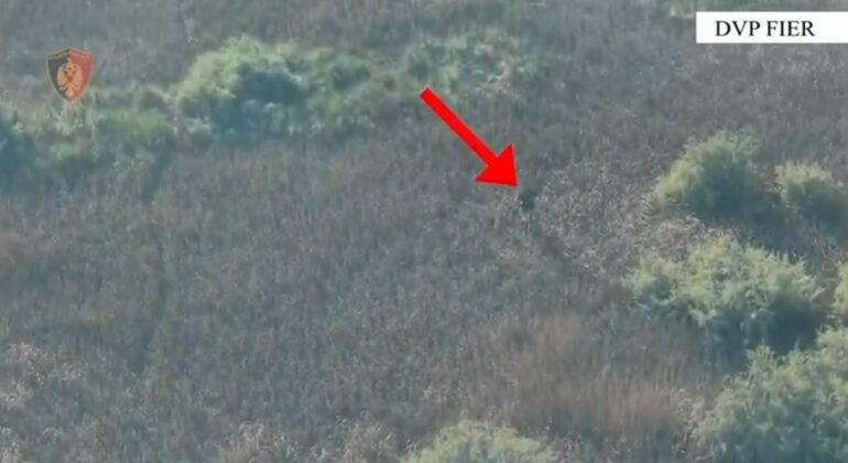 Fier/ Ndezën zjarre në fshatrat Eskaj dhe Hasturkas, arrestohen dy autorë, procedohen edhe dy të moshuar