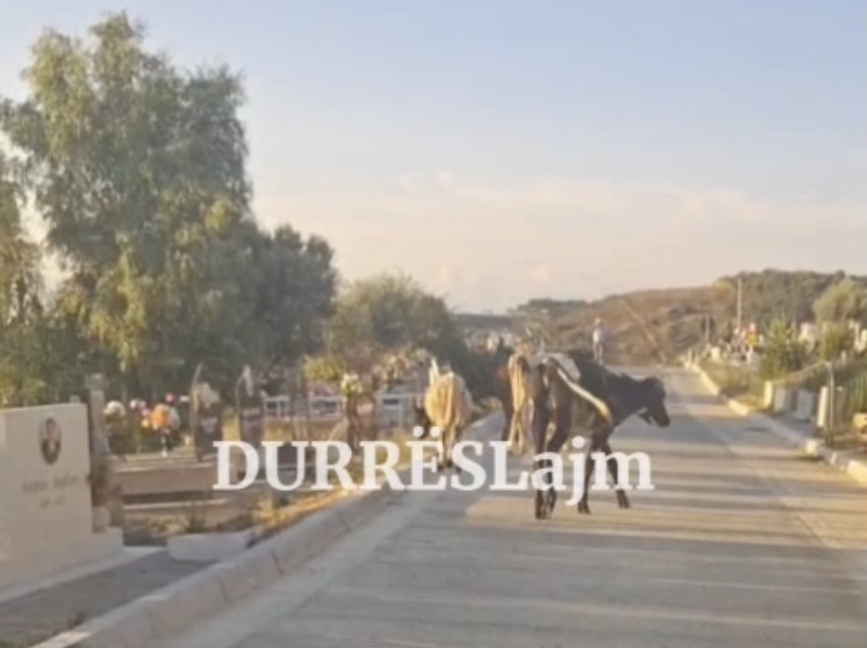 Lopët mes varrezave, pamje shqetësuese në varrezat e reja të Durrësit (Video)