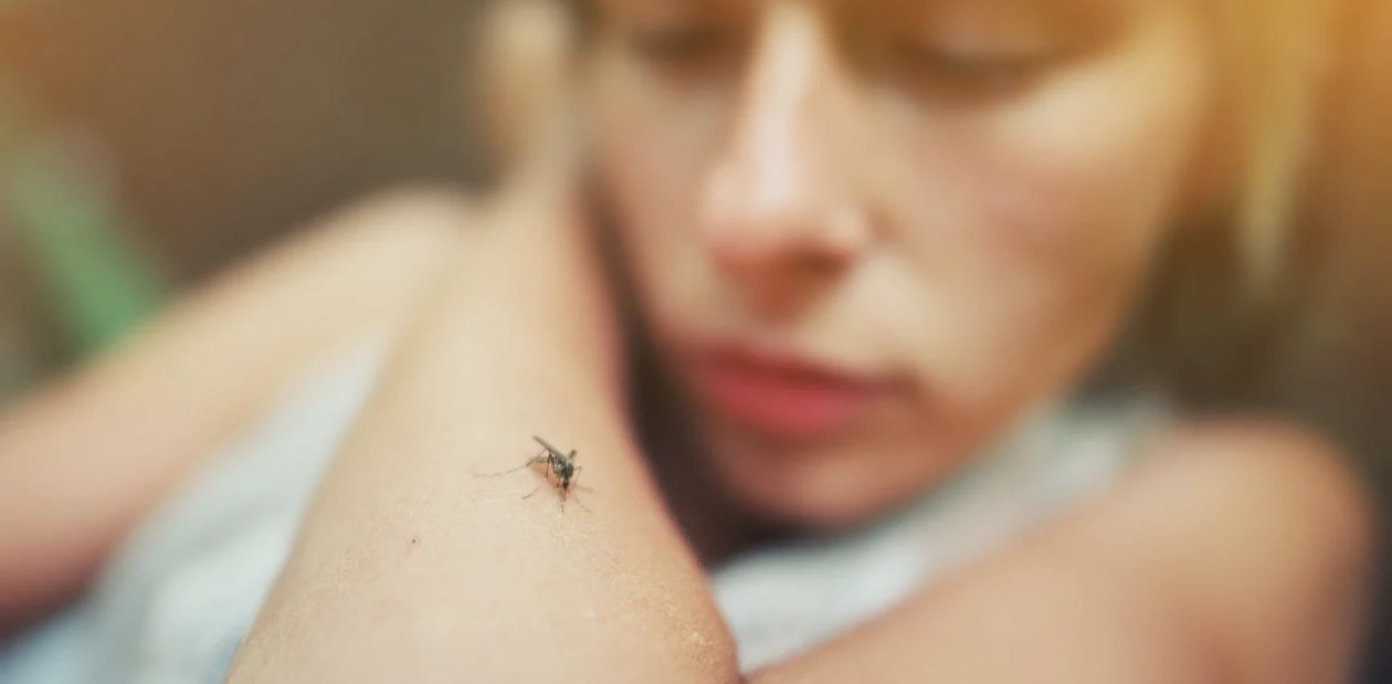 Alarm në Frankfurt, dy të vdekur nga malaria, dyshohet se mushkonjat e infektuara janë transportuar përmes fluturimeve nga Gjermania