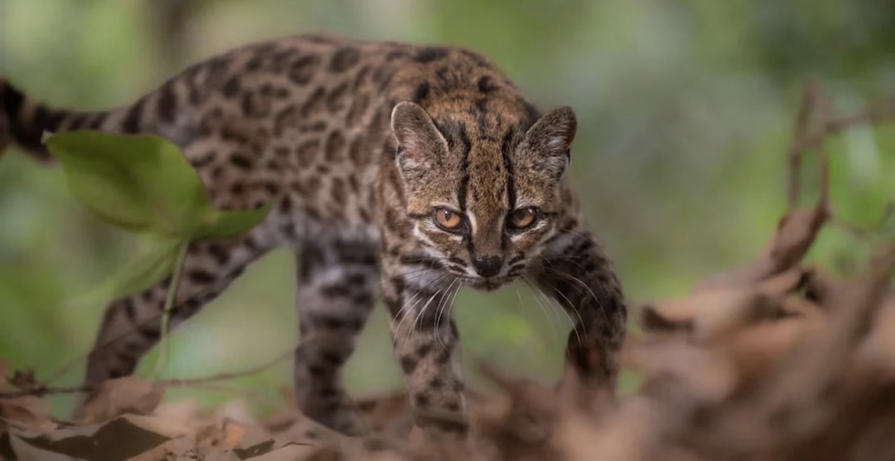 Zbulohet një specie e re maceje në Bolivi, e para në më shumë se 100 vjet
