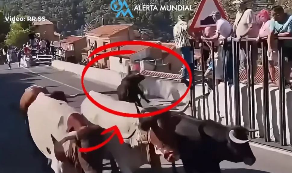 Demi sulmon për vdekje 64-vjeçaren në një festival në Spanjë (VIDEO)