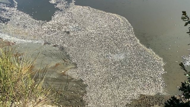 Katastrofa ekologjike në Lushnjë/ Tonelata peshq të ngordhur ende mbi ujë, shpendët dynden në liqen
